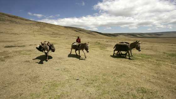 Tanzania Maasai file case over wildlife protection area