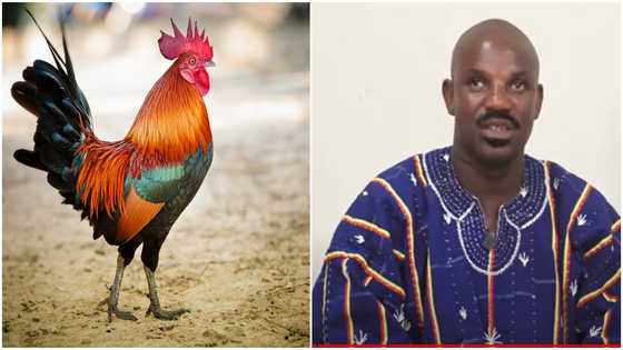 Stool prince narrates how fowls can't crow and goats are unable to bleat when it's August in Ada