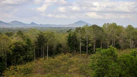 Carbon credits: a contested tool to fight deforestation