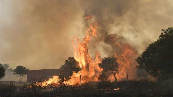 Europe burns as heatwave breaks temperature records