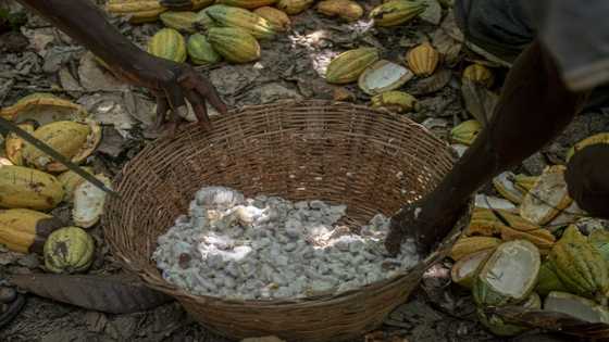 Ghana's cocoa farmers turn to smuggling as currency falls