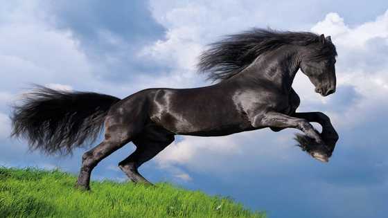 100+ black horse names that are beautiful and unique