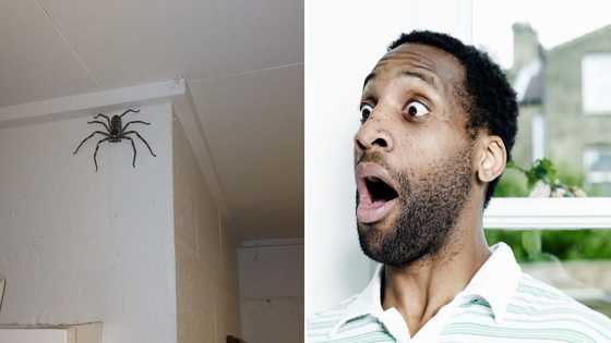 Family allows giant spider to stay in their home rent-free for a year, it’s no from people of the world
