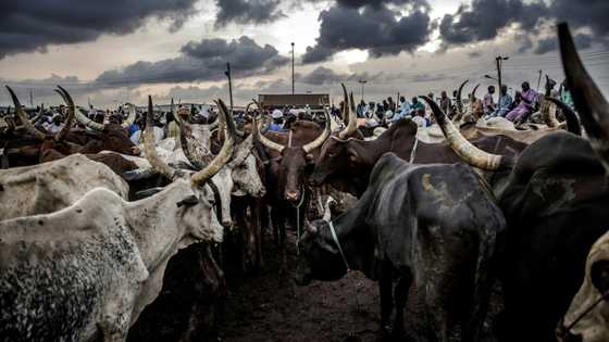 Livestock theft is central to jihadist economy in west Africa