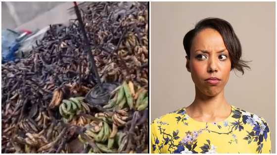 Bunches of plantain left rotten in market due to high selling price gets many talking: "We blame their greed"