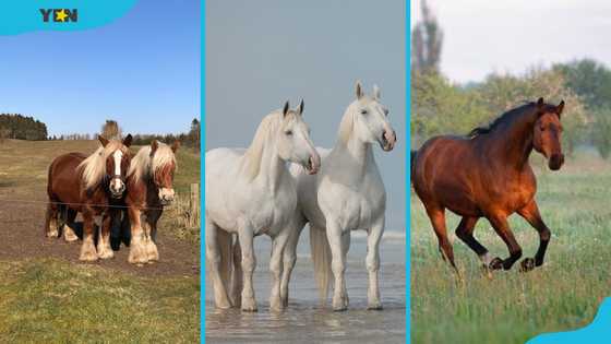 What is the tallest horse in the world? Top 10 tallest horses in the world