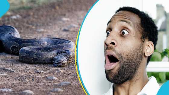 Teen boy conquers monstrous python in sugarcane farm in Central Region