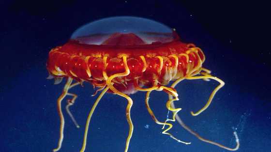Life in the abyss, a spectacular and fragile struggle for survival