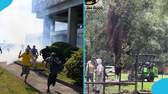 Texas neighbourhood faces massive bee swarm following truck accident
