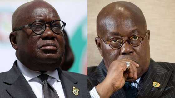 "You are a scorpion" - Ghanaians slam Akufo-Addo for saying he is fighting corruption