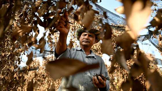 Cambodia's famed Kampot pepper withers in scorching heatwave