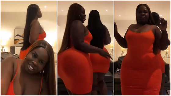 Plus-size ladies proudly flaunt their curves and big bums in skin-tight dresses; peeps drool over them