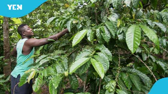 Young Ghanaian man shows a place in the Eastern Region where land sells for GH¢1,000