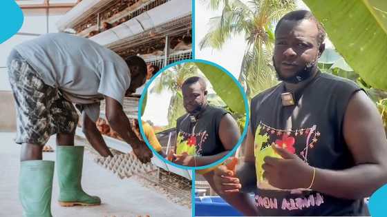 Ghanaian farmer shares how he earned GH₵90k a month from poultry and catfish farming