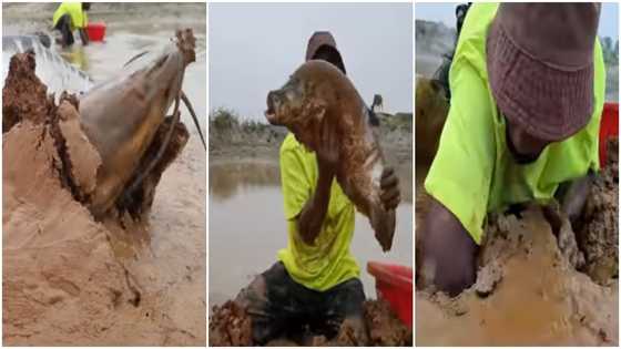 Amazing Video of fish jumping out of the ground causes stir: Folks react