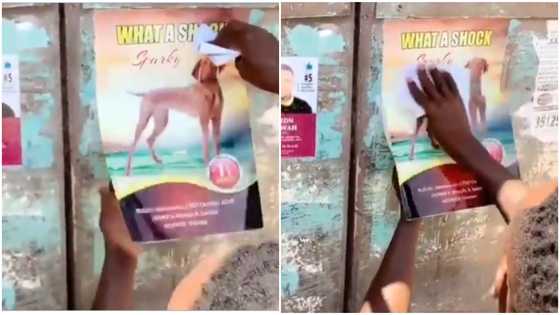 Dog dies after being bitten by one Efo Justice in the Volta Region