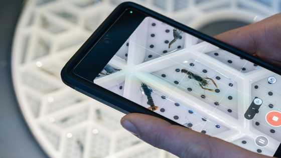 Pincered at sea, lobsters get new hope on land in UK