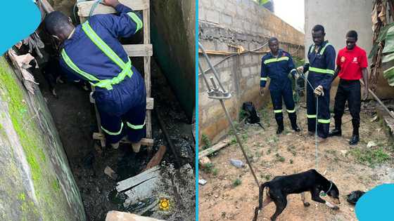 Ghana National Fire Service rescues trapped dog at Amamorley