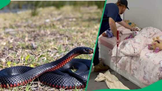 Venomous snake found in little girl's bed viral video stuns online users
