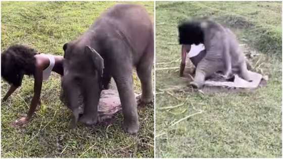 'Mighty' baby elephant removes lady's skirt, falls flat on her in video; netizen says her life was in danger
