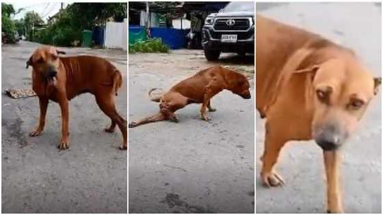 Clever dog pretends It has broken leg to get attention & food from strangers; video goes viral