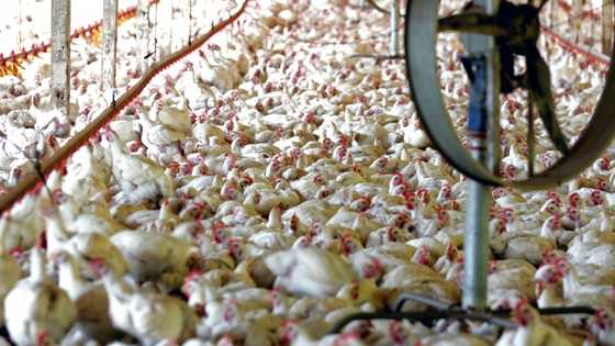 Brazil welcomes China lift of ban on poultry imports