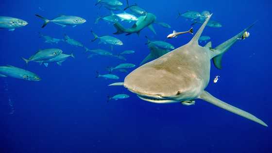 Sharks, turtles, disease on agenda of wildlife trade summit