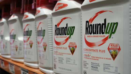 US high court denies Bayer bid to block Roundup weedkiller lawsuits