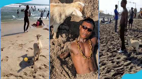 Ay Poyoo takes his goat to the beach, many surprised at how obedient it is