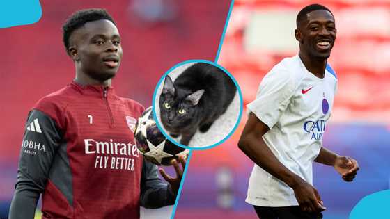 PSG vs Arsenal: Champions League final winner disclosed by mysterious cat