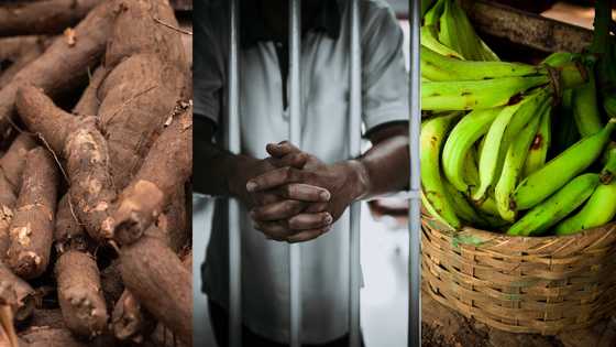 24-year-old jobless GH man sentenced to 14 years in jail for stealing cassava & plantain worth Ghc50