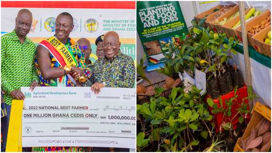 Farmers' Day 2022: 43-year-old from Asante Juaben adjudged Overall National Best Farmer; gets GH¢1m
