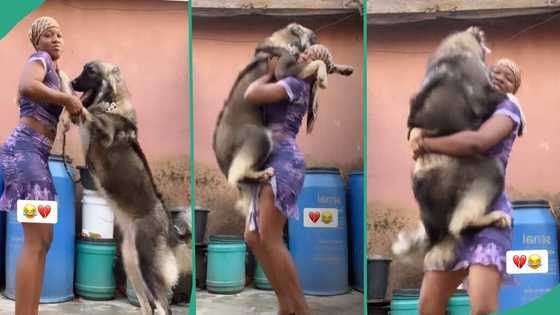 Courageous lady carries a giant Caucasian Shepherd dog on her chest, video awes many netizens