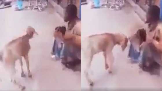 LOL: Video of a goat disturbing a street beggar surfaces online; many say it is exposing him