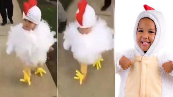 Bwak, bwak: Tot dresses like chicken for family stroll, Mzansi in awe of cuteness