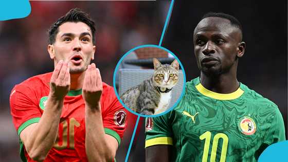 AFCON 2025: Cat that nailed R16 predictions reveals quarter-final picks (Videos)
