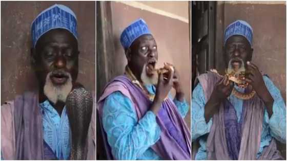 71-year-old Nigerian man wows social media as he tells snakes to dance, puts them in his mouth in scary performance