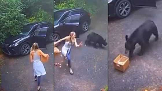 Bear scares living hell out of innocent lady in hectic clip; video cracks ribs