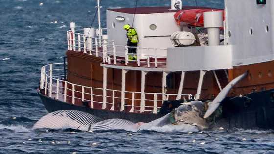 Whaling opposition rises in Iceland as govt ban looms