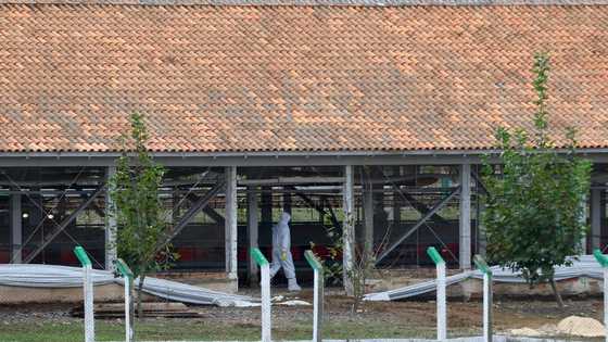 Brazil says free of bird flu, will resume poultry exports