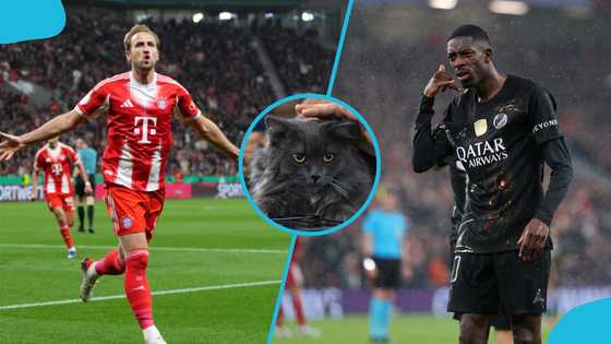 Mysterious cat predicts winner of PSG vs Bayern Champions League semi-final tie