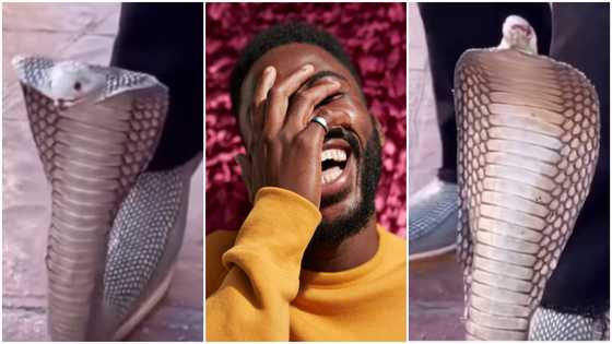 Video captures person flexing cobra-designed shoe, netizens drop rib-cracking reactions: “This made me laugh loud”