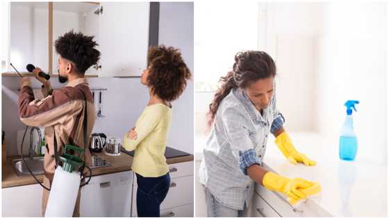 Getting rid of cockroaches from your house is much easier than you think
