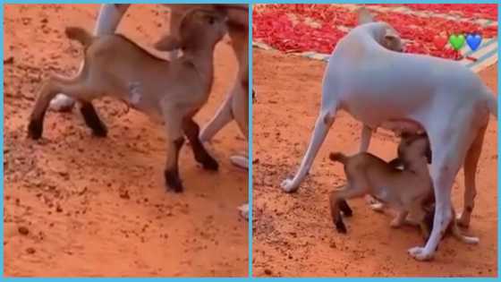 Goat that couldn't find its mother joins puppy to take breastmilk from mother dog