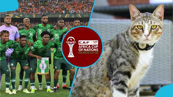 "This cat is a conman": Oracle feline causes a stir predicting Nigeria vs Tanzania AFCON game