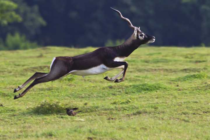 What is the fastest animal? Top 20 fastest animals on land and in water ...