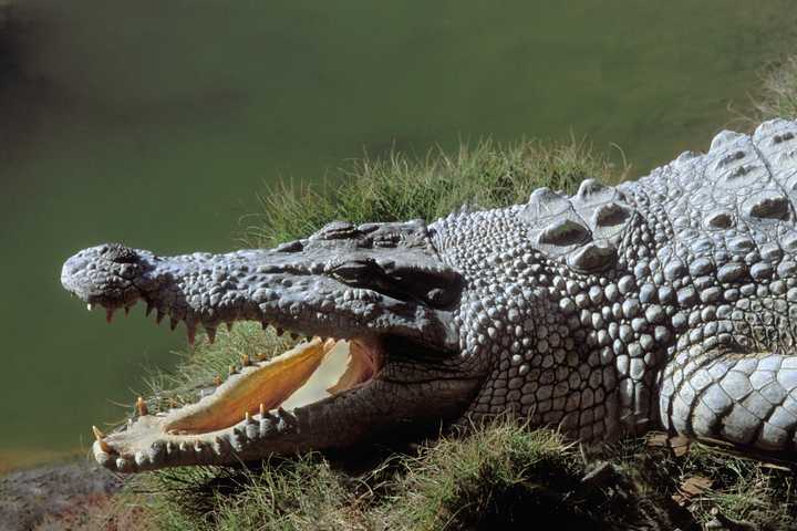 25 most aggressive animals that dominate land, sea, and sky - YEN.COM.GH