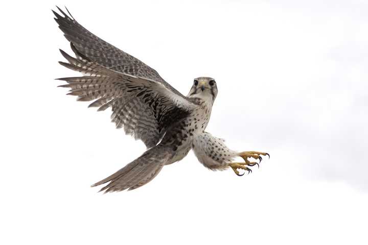 25 most aggressive animals that dominate land, sea, and sky - YEN.COM.GH